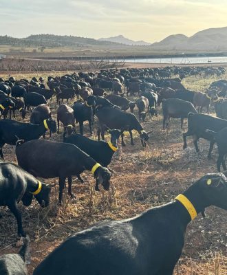 rebano-cabras-pastando rebano-cabras-pastando